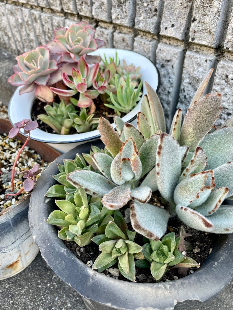 <a href="https://ameblo.jp/kutsurogi-living234/entry-12781417900.html">今年もみなさまのおかげで良い一年でした。</a>